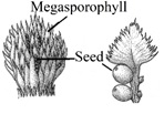 Megasporophyll - Female